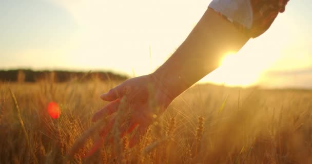 SLOW MOTION: Die Hand der Bauern berührt die Ähre bei Sonnenuntergang. Der Landwirt inspiziert ein Feld mit reifem Weizen. Bauer auf einem Weizenfeld bei Sonnenuntergang. Landwirtschaftskonzept. Agrargeschäft. — Stockvideo