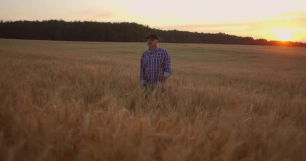 Senior volwassen boer loopt in een veld van tarwe in een pet bij zonsondergang passeren zijn hand over de gouden-gekleurde oren bij zonsondergang. Landbouw van graangewassen. — Stockvideo