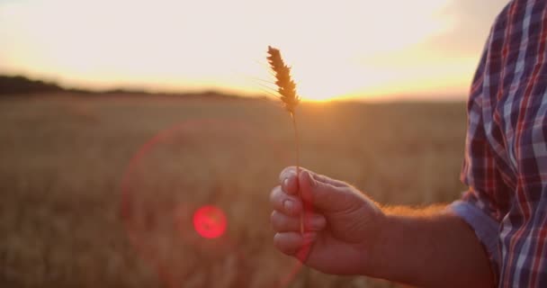 Gros plan d'un agriculteur adulte âgé tenant un épillets avec une brosse de blé ou de seigle dans ses mains au coucher du soleil regardant attentivement étudier et renifler en profitant de l'arôme au ralenti au coucher du soleil — Video