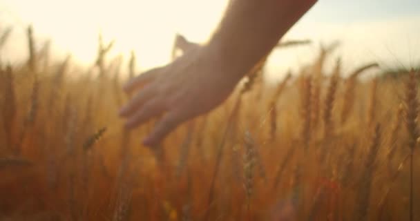 MOTION LENT : La main des agriculteurs touche l'épi de blé au coucher du soleil. L'agriculteur inspecte un champ de blé mûr. agriculteur sur un champ de blé au coucher du soleil. concept d'agriculture. entreprise agricole. — Video