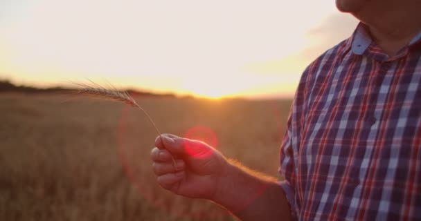 Προσωπογραφία ενός ενήλικου αγρότη που κρατάει ένα αυτί σιταριού και σιταριού το ηλιοβασίλεμα. Περιστροφή και εξέταση των κόκκων στις ηλιακές ακτίνες του ηλιοβασιλέματος σε αργή κίνηση — Αρχείο Βίντεο