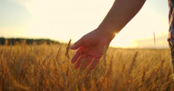 MOTION LENT : La main des agriculteurs touche l'épi de blé au coucher du soleil. L'agriculteur inspecte un champ de blé mûr. agriculteur sur un champ de blé au coucher du soleil. concept d'agriculture. entreprise agricole. — Video