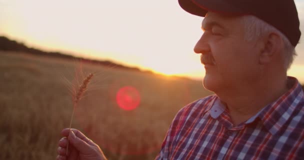 Retrato de um agricultor adulto sênior segurando uma espiga de trigo e grãos ao pôr do sol. Girar e considerar grãos nos raios solares do pôr-do-sol em câmera lenta — Vídeo de Stock