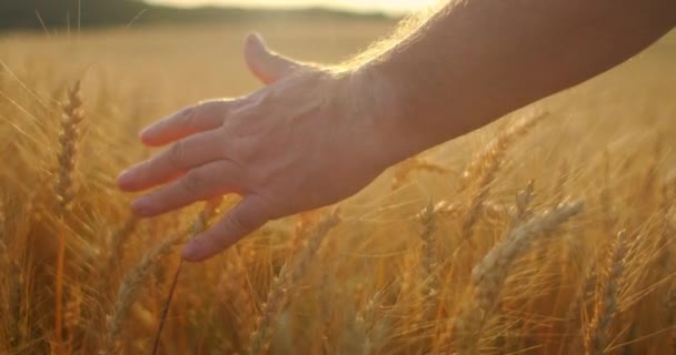 LOW MOTION: A mão dos agricultores toca a espiga de trigo ao pôr-do-sol. O agricultor inspeciona um campo de trigo maduro. agricultor num campo de trigo ao pôr-do-sol. conceito de agricultura. negócios agrícolas . — Vídeo de Stock