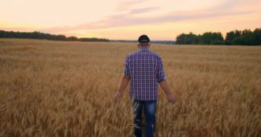 Gün batımında buğday tarlasında yürüyen yaşlı çiftçi elleriyle buğday kulaklarına dokunuyor. Tarım kavramı. Olgun buğday üzerinde hareket eden erkek kol çayırda büyüyor..