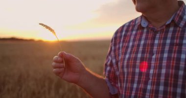 Gün batımında elinde bir buğday ya da çavdar fırçası olan yaşlı çiftçinin yakından bakıp gün batımında aromanın tadını yavaş çekerken görüntüsü.