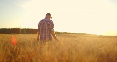 Gün batımında buğday tarlasında yürüyen yaşlı çiftçi elleriyle buğday kulaklarına dokunuyor. Tarım kavramı. Olgun buğday üzerinde hareket eden erkek kol çayırda büyüyor..