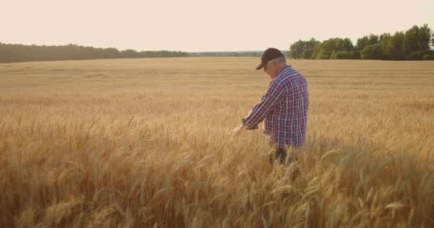 Çavdar ve buğday dikenli bir tarlada kıdemli yetişkin çiftçi ellerine dokunur ve yavaş çekimde tahıllara bakar. — Stok video
