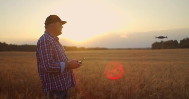 모자에 있는 나이든 농부가 밀 밭 위를 날기 위해 드론을 이용 합니다. 한 늙은 농부가 드론을 제어하기 위해 컨트롤러를 사용 합니다. 현대의 농업 기술 — 비디오