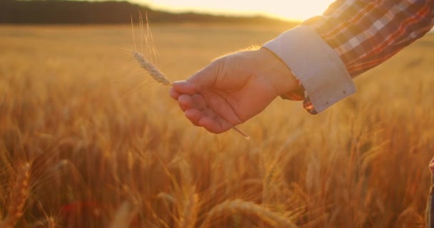 Gros plan d'un agriculteur adulte âgé tenant un épillets avec une brosse de blé ou de seigle dans ses mains au coucher du soleil regardant attentivement étudier et renifler en profitant de l'arôme au ralenti au coucher du soleil — Video