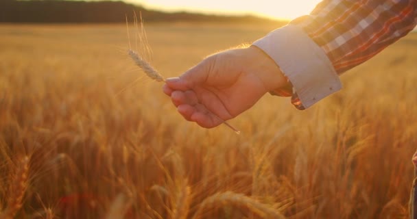 Primer plano del agricultor adulto mayor sosteniendo una espiguilla con un cepillo de trigo o centeno en sus manos al atardecer mirando de cerca estudiando y olfateando disfrutando del aroma en cámara lenta al atardecer — Vídeos de Stock