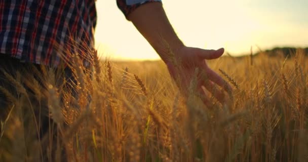 Старий фермер, що йде по пшеничному полю під час заходу сонця, торкається пшеничних вух руками - концепції сільського господарства. Чоловіча рука рухається над стиглою пшеницею, що росте на лузі . — стокове відео