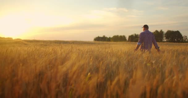 Homme agronome agriculteur dans le champ de blé doré au coucher du soleil. Homme regarde les oreilles de blé, vue arrière. La main des agriculteurs touche l'oreille du blé au coucher du soleil. L'agriculteur inspecte un champ de blé mûr. — Video