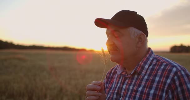 Close up de agricultor adulto sênior segurando uma espigueta com uma escova de trigo ou centeio em suas mãos ao pôr do sol olhando de perto estudar e cheirar apreciando o aroma em câmera lenta ao pôr do sol — Vídeo de Stock