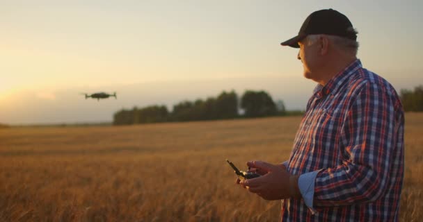 キャップの高齢者の農家は小麦の畑を飛ぶためにドローンを使用しています。高齢の農家は、ドローンを制御するためにコントローラを使用します。農業における近代技術 — ストック動画