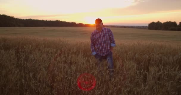 Agriculteur adulte âgé Marche dans un champ de blé dans une casquette au coucher du soleil en passant sa main sur les oreilles de couleur dorée au coucher du soleil. Agriculture des plantes à grains. — Video