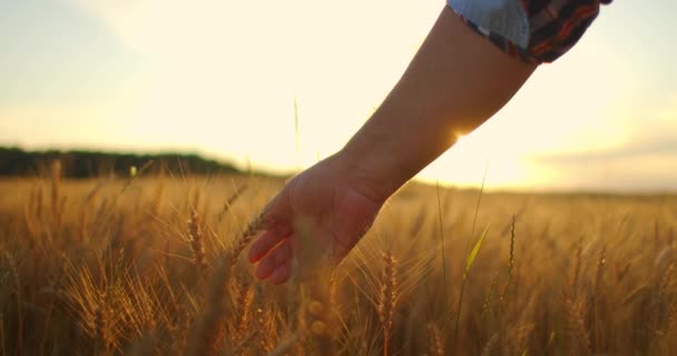 Primer plano de un hombre un granjero anciano tocando espiguillas de trigo o borlas al atardecer en un campo en cámara lenta. Campo de cereales — Vídeos de Stock