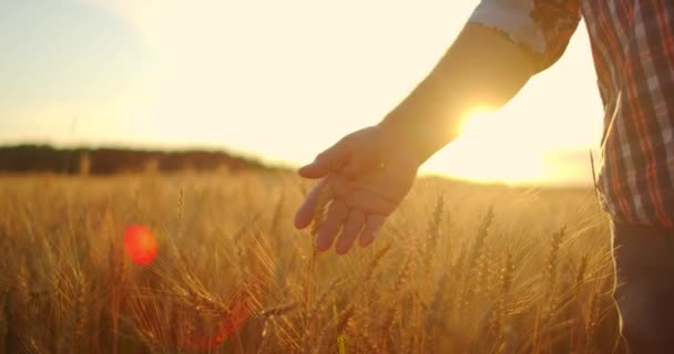 LOW MOTION: A mão dos agricultores toca a espiga de trigo ao pôr-do-sol. O agricultor inspeciona um campo de trigo maduro. agricultor num campo de trigo ao pôr-do-sol. conceito de agricultura. negócios agrícolas . — Vídeo de Stock