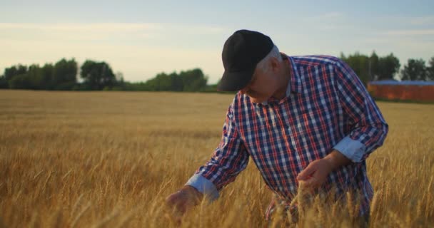 Agricultor adulto sênior em um campo com picos de centeio e trigo toca suas mãos e olha para os grãos em câmera lenta — Vídeo de Stock