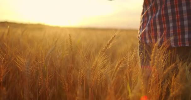 Gros plan d'un homme agriculteur âgé touchant des épillets ou des glands de blé au coucher du soleil dans un champ au ralenti. Domaine des céréales — Video