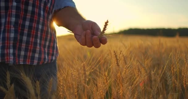 Gros plan d'un homme agriculteur âgé touchant des épillets ou des glands de blé au coucher du soleil dans un champ au ralenti. Domaine des céréales — Video