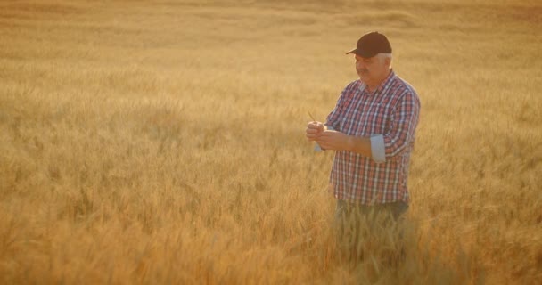 Közelkép idősebb felnőtt mezőgazdasági termelő kezében tüske egy ecset búza vagy rozs a kezében naplementekor közelről tanulmányozza és szaglászik élvezi az aromát lassított felvételen naplementekor — Stock videók