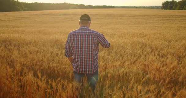 Вид ззаду, літній фермер чоловічої статі в полі пшениці дивиться на захід сонця. Фермер у полі зору жита ззаду — стокове відео