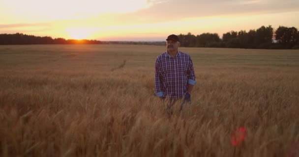 Der erwachsene Landwirt spaziert bei Sonnenuntergang mit einer Mütze auf einem Weizenfeld und reicht seine Hand über die goldfarbenen Ähren bei Sonnenuntergang. Getreideanbau. — Stockvideo