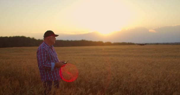 Egy idős férfi agronómus a gabonatermesztés területén egy drónt vezet joystick vezérlővel. Egy idős ember és a modern technológia. — Stock videók