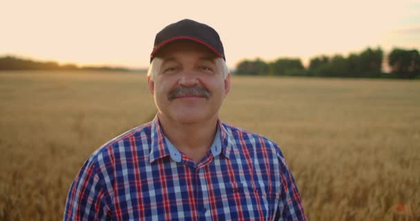 Portrait of a smiling Senior adult farmer in a cap in a field of cereals. In the sunset light, an elderly man in a tractor driver after a working day smiles and looks at the camera. — Stock Video