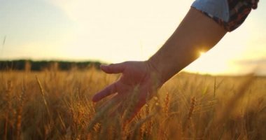Gün batımında tarlada buğday ve püsküllere yavaş çekimde dokunan yaşlı bir çiftçinin yakın çekimi. Mısır gevreği tarlası