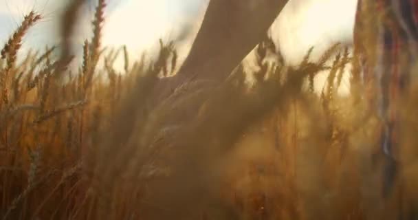 Медленное движение: фермеры рука касается уха пшеницы на закате. Сельскохозяйственный работник осматривает поле спелой пшеницы. фермер на пшеничном поле на закате. Концепция сельского хозяйства сельскохозяйственный бизнес. — стоковое видео