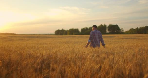 日没時に黄金の小麦畑の男農学者。男は小麦の耳を見て、リアビュー。農家の手は日没時に小麦の耳に触れる。その農業者は熟した小麦の畑を検査する。. — ストック動画