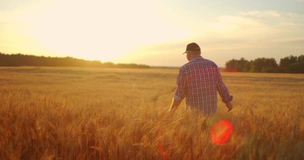 Hombre agricultor agrónomo en el campo de trigo dorado al atardecer. Hombre mira las orejas de trigo, vista trasera. La mano de los agricultores toca la espiga de trigo al atardecer. El agricultor inspecciona un campo de trigo maduro. — Vídeos de Stock