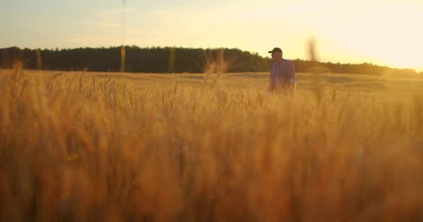 古い農家の手で麦の耳に触れる夕日の小麦畑を歩いて-農業の概念。男性腕の上に移動熟した小麦の上に成長草原. — ストック動画