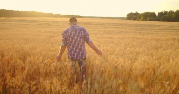 Старший дорослий фермер Ходить на полі пшениці в шапці на заході сонця, проходячи руку над золотими вухами на заході сонця. Сільське господарство зернових культур . — стокове відео