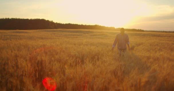 Starý farmář kráčí po pšeničném poli při západu slunce a rukama se dotýká pšeničných uší - zemědělské koncepce. Mužská paže se pohybuje nad zralou pšenicí rostoucí na louce. — Stock video