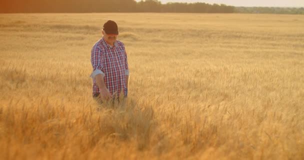 Senior Adult farmer takes his hands on the wheat spikes and examines them while studying at sunset in a cap in slow motion — Stock Video