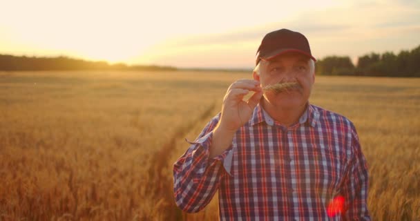 Крупный план старшего взрослого фермера, держащего шип с кистью пшеницы или ржи в руках на закате, внимательно изучающего и нюхающего аромат в замедленной съемке на закате — стоковое видео