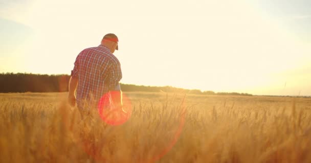 Gammal bonde som går ner på vetefältet i solnedgången och rör vid veteöron med händerna - jordbrukskoncept. Manlig arm som rör sig över moget vete som växer på ängen. — Stockvideo