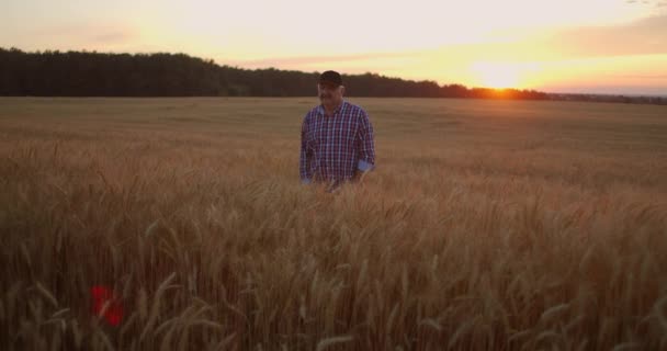 Der erwachsene Landwirt spaziert bei Sonnenuntergang mit einer Mütze auf einem Weizenfeld und reicht seine Hand über die goldfarbenen Ähren bei Sonnenuntergang. Getreideanbau. — Stockvideo