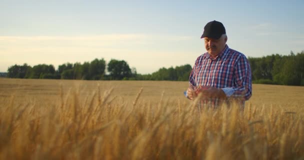 Senior agricoltore adulto in un campo con picchi di segale e grano tocca le mani e guarda i grani al rallentatore — Video Stock