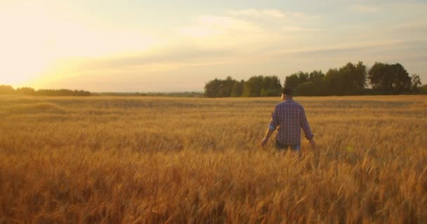 Viejo granjero caminando por el campo de trigo al atardecer tocando las espigas de trigo con las manos - concepto de agricultura. Brazo masculino moviéndose sobre trigo maduro creciendo en el prado . — Vídeo de stock