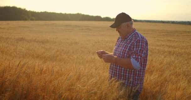 Idősebb felnőtt farmer fogja a kezét a búza tüskék és vizsgálja meg őket, miközben tanul napnyugtakor egy sapka lassított felvételű — Stock videók