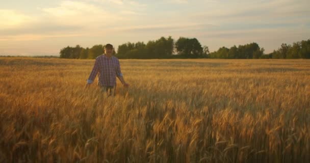Старий фермер, що йде по пшеничному полю під час заходу сонця, торкається пшеничних вух руками - концепції сільського господарства. Чоловіча рука рухається над стиглою пшеницею, що росте на лузі . — стокове відео