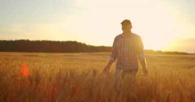 Gün batımında buğday tarlasında yürüyen yaşlı çiftçi elleriyle buğday kulaklarına dokunuyor. Tarım kavramı. Olgun buğday üzerinde hareket eden erkek kol çayırda büyüyor..