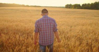 Kıdemli yetişkin çiftçi gün batımında kepli bir tarlada yürür. Gün batımında elini altın renkli kulakların üzerinden geçirir. Tahıl bitkilerinin tarımı.