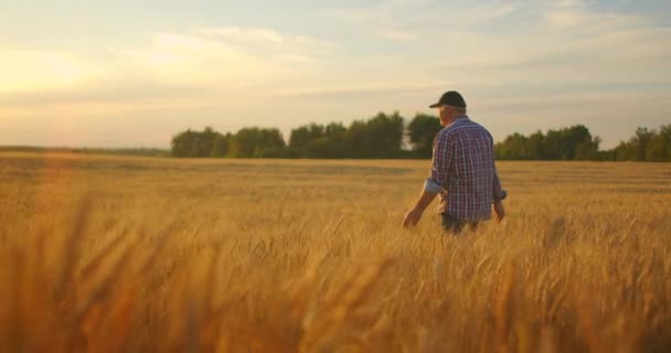 Viejo granjero caminando por el campo de trigo al atardecer tocando las espigas de trigo con las manos - concepto de agricultura. Brazo masculino moviéndose sobre trigo maduro creciendo en el prado . — Vídeo de stock