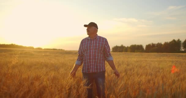 Hombre agricultor agrónomo en el campo de trigo dorado al atardecer. Hombre mira las orejas de trigo, vista trasera. La mano de los agricultores toca la espiga de trigo al atardecer. El agricultor inspecciona un campo de trigo maduro. — Vídeo de stock