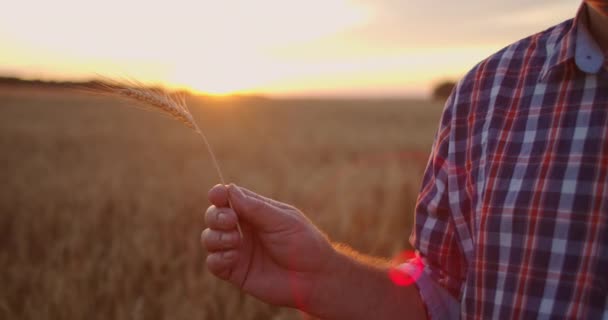 Ritratto di un anziano agricoltore adulto con una spiga di grano e grano al tramonto. Ruotare e considerare i grani nei raggi solari del tramonto al rallentatore — Video Stock